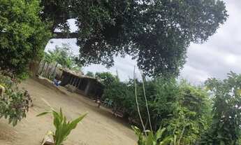 Imagem 2: Vende um sitio com 3 hectares. Toda formada