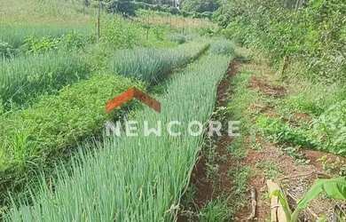 Imagem 5: Sítio em Cravinhos - Centro - Cravinhos/SP