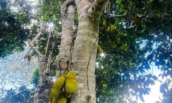 Imagem 4: 60 tarefas com riacho perene e pastagem formada