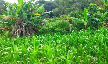 Imagem 6: Chácara em Itatiaiuçu