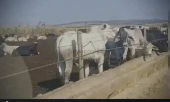 Imagem: Fazenda nova casa branca no triangula Mineiro