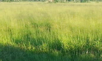 Imagem 5: Fazenda em Corumbá - MS. 20.070 hectares