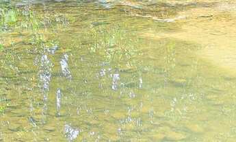 Imagem 4: Fazenda Flores de Goiás