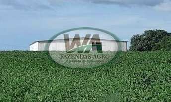 Imagem 7: Fazenda plantando soja há 7 anos no Tocantins