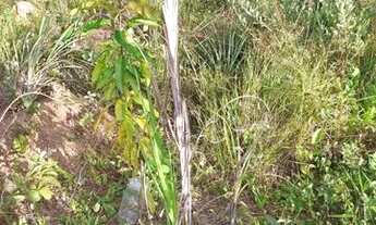 Imagem 3: Chácara Chácara com venda por R$160.000