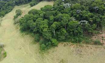 Imagem 4: 2449 - Ótima Fazendinha de 32 HA, limpa formada, em ótimo local com ótimo preço