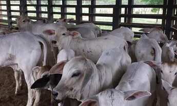 Imagem: Fazenda com 2.200 tarefas 6.655.000 m2