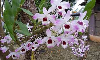 Imagem 2: Casa para Venda em Mogi das Cruzes, Vila São Paulo, 2 dormitórios, 2 banheiros, 4 vagas