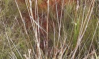 Imagem 6: Chácara Chácara com venda por R$160.000