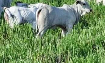 Imagem 4: Belíssima fazenda no recôncavo baiano