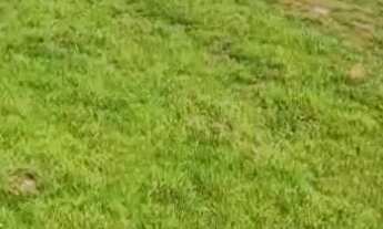 Imagem 3: ? CHÁCARA À VENDA - SANCLERLÂNDIA/GO ?