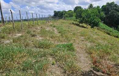 Imagem 4: Sítio com casa simples em área rural