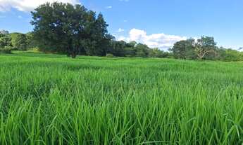 Imagem: Sitio na estrada da produção !