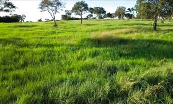 Imagem 7: Fazenda Próximo da cidade de Jangada MT