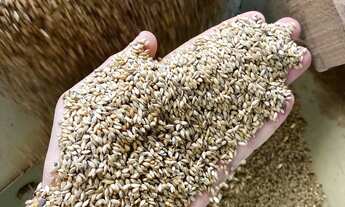 Imagem 6: SEMENTES PARA PASTAGENS faça seu orçamento