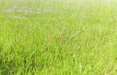 Imagem 6: Chacara em Guapo 15 mil de entrada a 35 km de Goiania 30 km da Eternit terra plana aceito