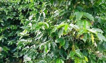 Imagem 3: Sítio à venda, 145200 m² por R$ 800.000,00 - Zona Rural - Divinolândia/SP