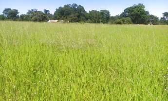 Imagem 4: Chacara em Guapo 15 mil de entrada a 35 km de Goiania 30 km da Eternit terra plana aceito