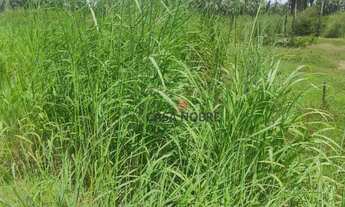 Imagem 3: Vende-se Fazenda em Vargem Grande/MA com 2mil Hectares