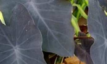 Imagem 2: Lindo Imóvel venha conferir