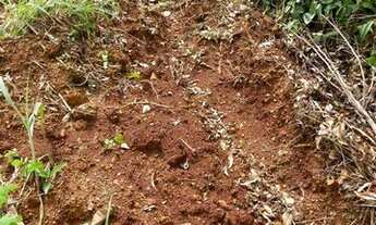 Imagem 4: Fazenda de 570 Hectares plantando em Porto Nacional/TO