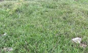 Imagem 4: CHÁCARA EM TAQUARA COM 6 HECTARES, CAMPO LIMPO, ESCRITURADO, FIBRA ÓTICA