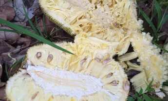 Imagem 4: Sítio em Pedro Régis com 12 hectares e rio perene