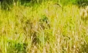 Imagem 7: LOTE EM IGARATÁ, SAIA DO CAOS DE SP