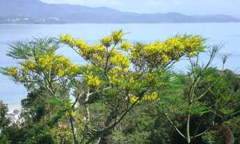 Imagem 2: Terreno de 23725m² no bairro Jurerê