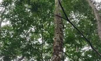 Imagem 7: VENDO TERRENO CHÁCARA MORRO SETIMO CÉU