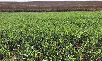 Imagem 7: R$120 milhões Fazenda de 627 alqueires em Serranopolis-GO