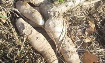 Imagem 5: Sitio com 130 hectares nas margens da BR 351 na região do manso a 71 km da cidad