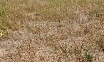 Imagem: Lote à venda em rua pública, TABULEIRO