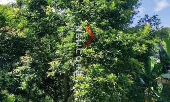 Imagem 6: Sobrado em avenida principal - rocha - Adrianópolis/PR