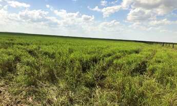 Imagem 2: Fazenda 2.700 Hectares Corumbá MS