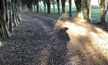 Imagem 5: Conquiste Seu Terreno dos Sonhos em Ibiúna SP