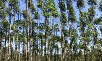 Imagem 7: Sítio com 2 dormitórios à venda, 190000 m² por R$ 950.000,00 - Vila Elvio - Piedade/SP