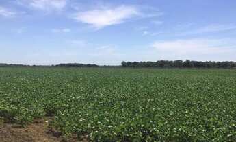 Imagem 7: Projeto Irrigado, 560 Hectares em Lagoa da Confusão/TO