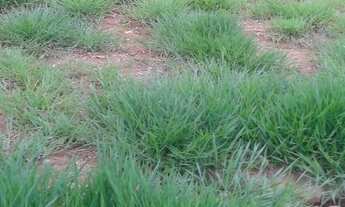 Imagem 2: Terreno à venda, 125 m² por R$ 135.000,00 - Cotia - Cotia/SP