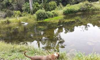 Imagem 7: Vendo fazenda de 97 hectares, Localizada no município de Nova Ubiratã