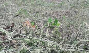 Imagem 2: Terreno à venda, 204 m² por R$ 120.000 - Borda da Mata - Caçapava/SP