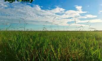 Imagem 6: Fazenda Localizada na Cidade de Peixe - to