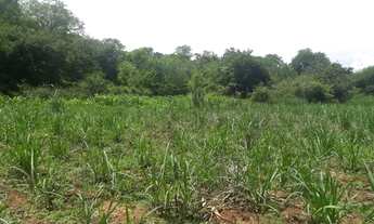Imagem 6: Terreno em Arapiranga localizado no povoado "Prata" 30 km de Rio de Contas