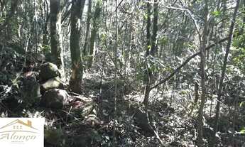 Imagem 4: Área de terra bairro Linha Brasil Fundos, Nova Petrópolis RS Ref.:954