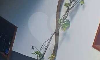 Imagem 3: SOBRADO 3 SUITES 6 VAGAS PISICNA