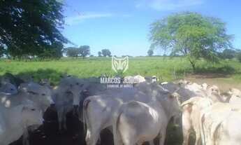 Imagem 7: GRANDE FAZENDA NO NORTE DE MINAS PARA PECUARIA DE 8 MIL HA BEM FOMADA E COM RIO