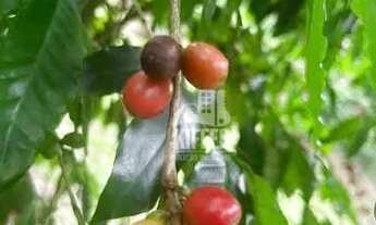 Imagem 5: Chácara à venda, 31972 m² por R$ 980.000,00 - Piratininga - Niterói/RJ