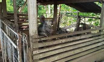 Imagem 4: Chácara 15 mil metros em Aragoiania