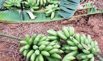 Imagem: 21924 mt2 por R$263.000(30 ent. 50 x