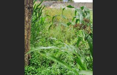 Imagem 3: Piraquara Térrea para venda possui 68 metros quadrados com 2 quartos em Vila Franca - Pira